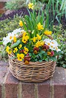 Basket with mixed planting of flowers: Narcissus 'Tete-a-Tete' - dwarf daffodils
, Primula - primroses and Viola 'Honey Bee' and 'Yellow Blotch'
