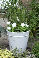 Young upright Rosemarinus - rosemary -  and white pansies grown in a white pot on patio