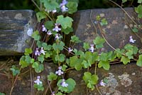 Cymbalaria muralis - Ivy-leaved Toadflax on dry-stone wall.