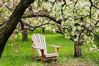 Adirondack chair beneath Malus baccata - Siberian crab apple tree with white
blossom