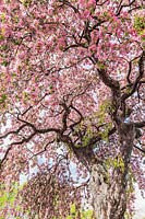 Malus x gloriosa 'Oekonomierat Echtermeyer - crabapple tree with pink blossom

