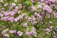Syringa x hyacinthiflora 'Churchill' - lilac with blossom