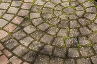 Bryophyta - green moss growing in between the joints of patio paving stones
 