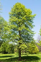 Tilia x vulgaris - common linden tree, specimen in grass
  