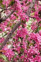Malus 'Maypole' - crabapple tree blossom