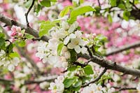 Malus 'Stark Emerald Spire' - apple tree blossom