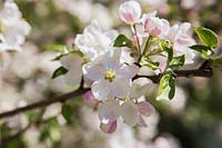 Malus 'Richelieu' - Apple tree blossoms3