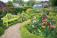 View of cottage garden with Buxus parterre with flowering Tulipa.