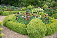 View of Buxus parterre with flowering Tulipa.
