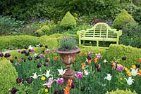 Garden bench overlooking Buxus parterre with flowering Tulipa.