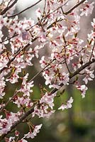 Prunus pendula f. ascendens 'Rosea' - ascending weeping cherry