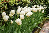 Tulipa 'Angel's Wish' in spring border, Pashley Manor Gardens, East Sussex, UK.
