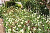 Flowering Tulipa border at Pashley Manor Gardens, East Sussex, UK. 