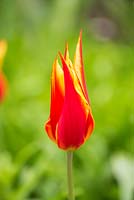 Tulipa 'Fly Away' 
