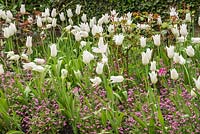 Tulipa 'White Triumphator' with pink Myosotis sylvatica at Pashley Manor Gardens, East Sussex, UK. 