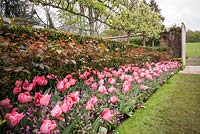 Pink Tulipa border at Pashley Manor Gardens, East Sussex, UK. 
