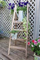 Recycled wooden ladder is displayed with potted plants on decked area.