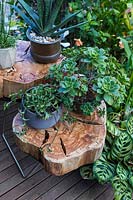 A group of potted succulents sit on top of log slice tables in decked verandah. 