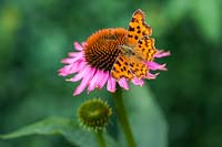 Polygonia c-album - Comma butterfly - feeding on nectar from Echinacea purpurea - coneflower. 