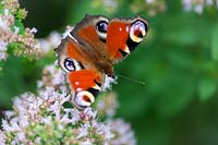 Aglais io - peacock butterfly - on Origanum - oregano