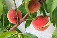 Prunus persica - Peach - with fruit.  