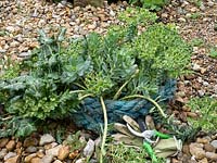Care and maintenance of Euphorbia myrsinites - Myrtle spurge 