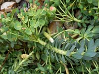 Cut stems and milky white sap of Euphorbia myrsinites - Myrtle spurge. 