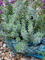 Euphorbia myrsinites - Myrtle spurge - growing in gravel garden.