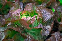 Lactuca sativa 'Marvel of Four Seasons' - lettuce