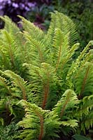 Polystichum setiferum Divisilobum Group 'Herrenhausen' - soft shield fern 