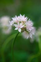 Allium amplectens 'Graceful Beauty' - narrowleaf onion