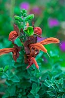 Salvia aurea 'Kirstenbosch'