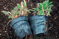 Potbound plants - plastic pot split from root expansion.