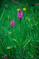 Dactylorhiza fuchsii - common spotted orchid