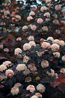 Physocarpus opulifolius 'Diabolo' - ninebark