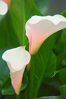 Zantedeschia 'Kiwi Blush' - calla lily 