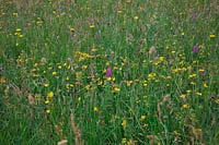 Diverse wildflower meadows at Goren Farm, Devon, UK.  