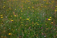 Diverse wildflower meadows at Goren Farm, Devon, UK. 