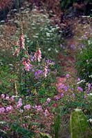 Digitalis purpurea 'Sutton's Apricot' AGM in naturalistic planted border. 