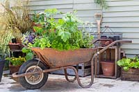 Wheelbarrow planted with a variety of herbs in yard setting. 