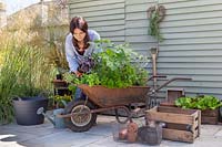 Woman planting Ocimum basilicum 'Dark Opal' - Basil - into wheelbarrow planter. 