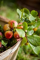Harvested plums in basket. 