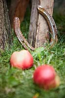 Fallen apples lie on grass next to rusty metal horseshoe. 
