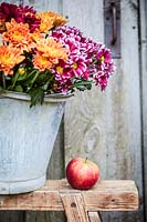 Apple on bench with metal bucket of cut chrysanthemums. 