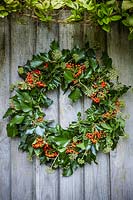 Autumnal wreath with Hedera helix and Pyracantha berries on wooden door in rustic setting. 