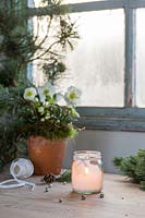 Festive salt frosted candle jar in window arrangement with potted Helleborus.
