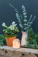 Festive salt frosted candle jar in still life arrangment with potted Helleborus and Eucalyptus foliage. 