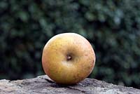 Malus domestica 'Ashmead's Kernel' - single heritage Apple