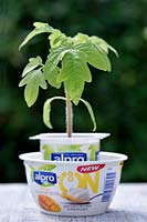 Solanum lycopersicum - Black Russian tomato - seedling growing in recycled yoghurt pot with matching saucer.