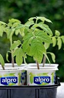 Solanum lycopersicum - Black Russian tomato seedlings - growing in recycled yoghurt pots. 